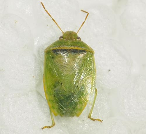 Piezodorus guildinii